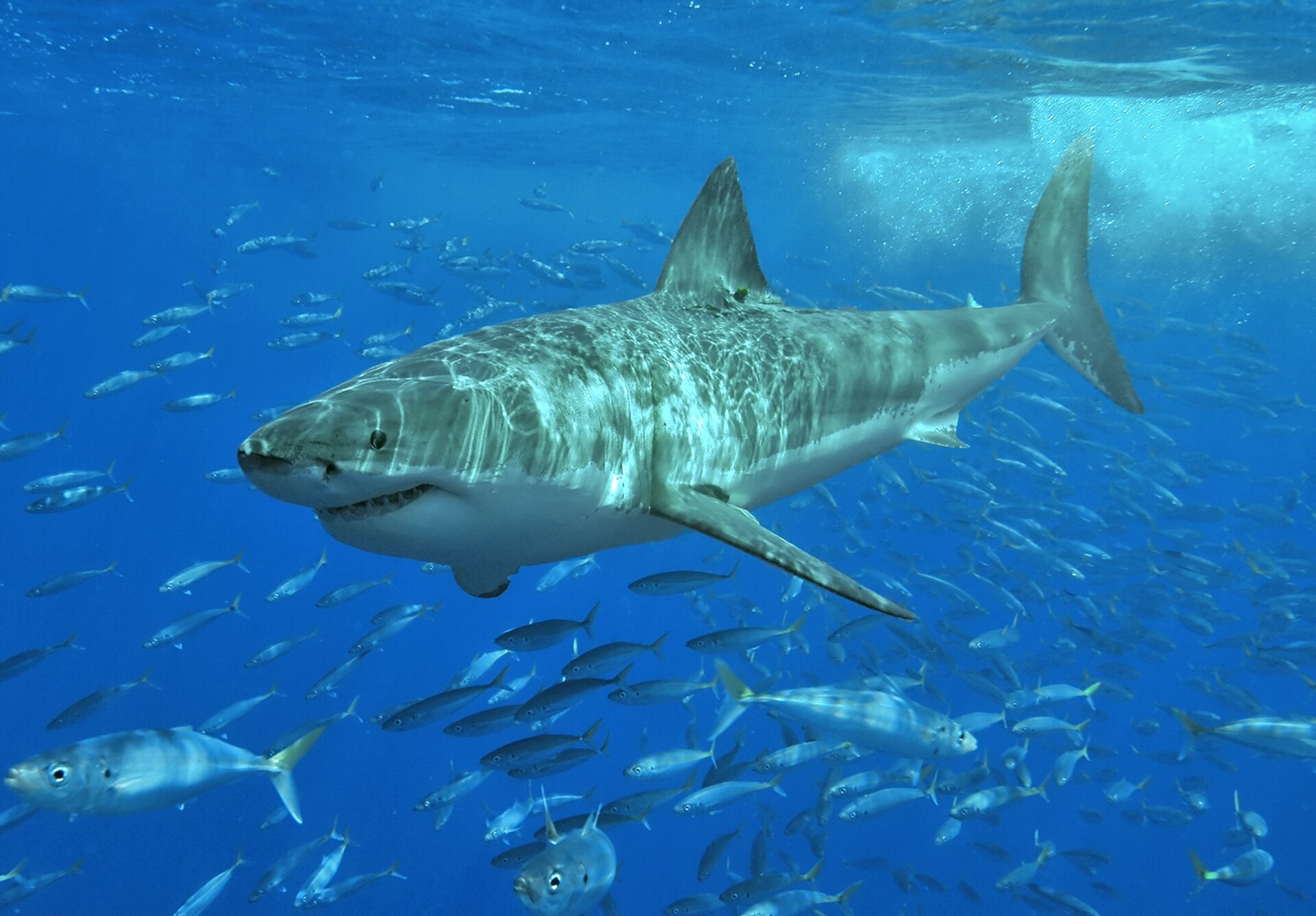 Great White Sharks Are Invading Florida? The Truth Behind the Headlines